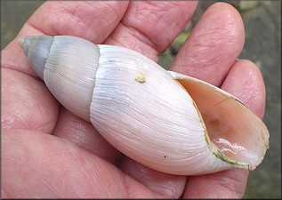 Euglandina rosea (Frussac, 1821) Rosy Wolfsnail - Large Specimen