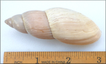 Euglandina rosea (Frussac, 1821) Rosy Wolfsnail - Large Specimen