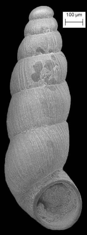 Pelycidion matthewi L. D. Campbell, 1993 Fossil