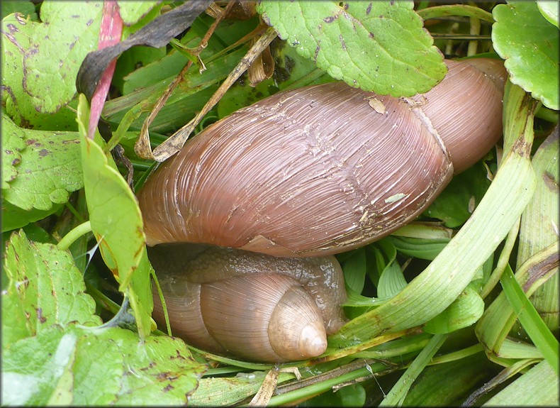 Euglandina rosea (Frussac, 1821) Rosy Wolfsnail Cannibalism