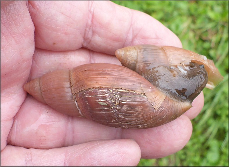 Euglandina rosea (Frussac, 1821) Rosy Wolfsnail Cannibalism