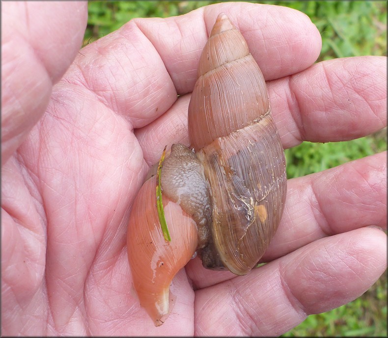 Euglandina rosea (Frussac, 1821) Rosy Wolfsnail Cannibalism