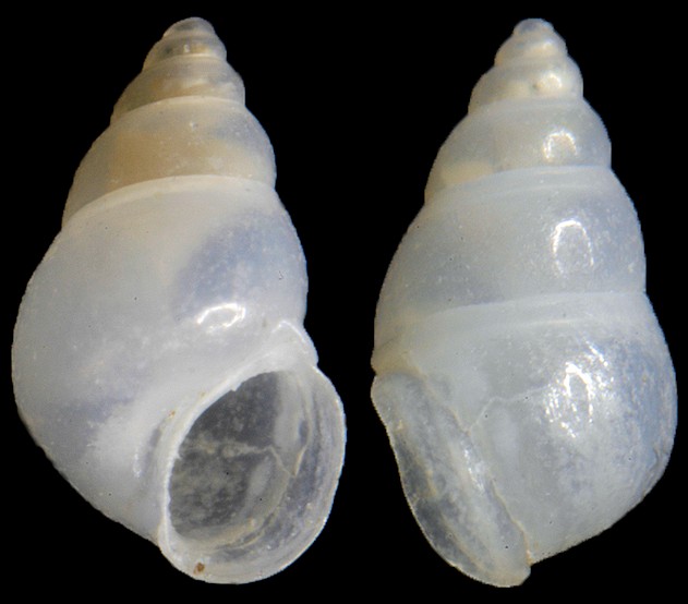 Littoridinops monroensis (Frauenfeld, 1863) Cockscomb Hydrobe