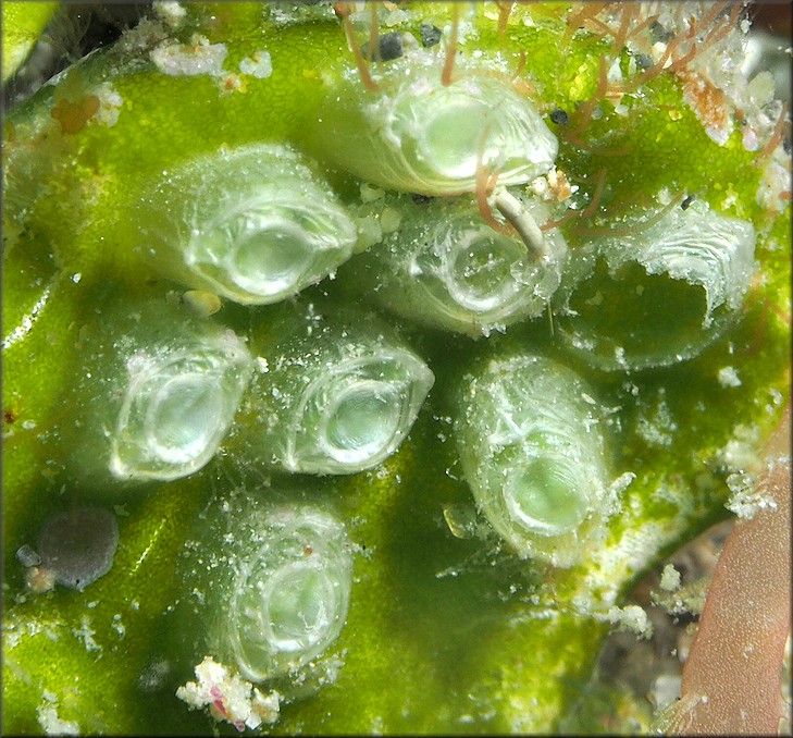 Unidentified possible mollusk eggs