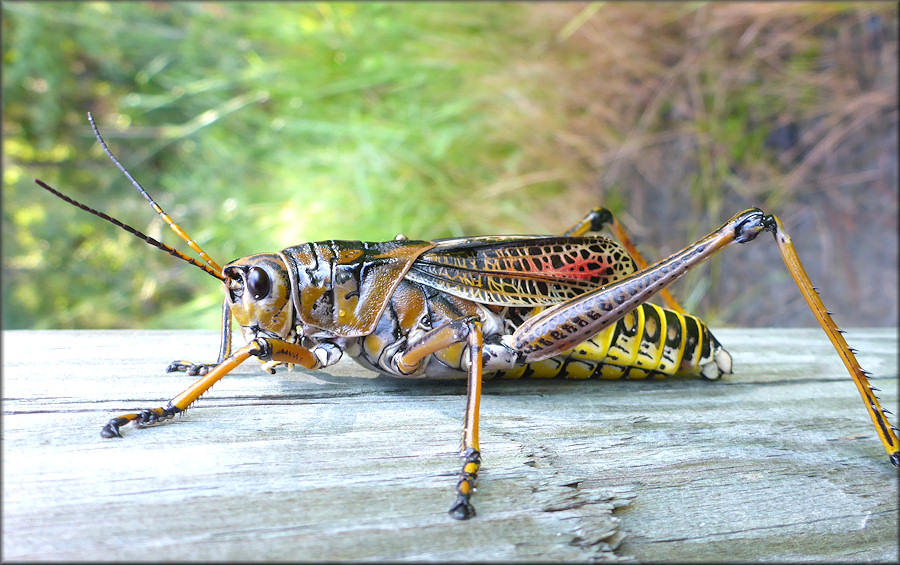 Eastern Lubber Grasshopper [Romalea microptera]