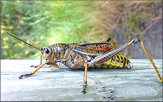 Eastern Lubber Grasshopper [Romalea microptera]