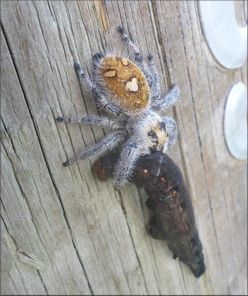 Regal Jumping Spider [Phidippus regius] Female