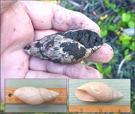 Euglandina rosea (Férussac, 1821) Rosy Wolfsnail - Large Specimen