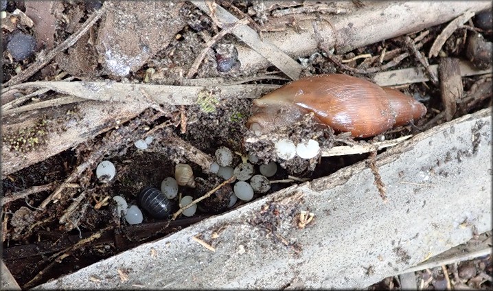 Euglandina rosea (Frussac, 1821) And Eggs