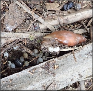 Euglandina rosea (Frussac, 1821) And Eggs