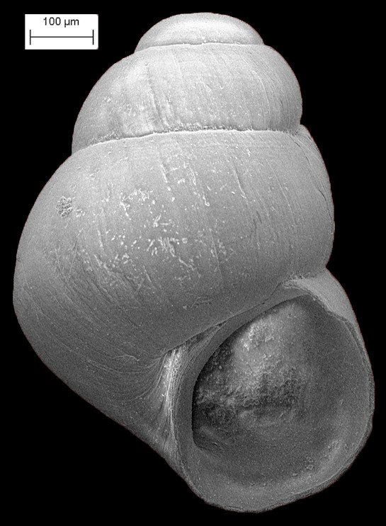 Eatonina caribaea (Faber, 2005) Fossil