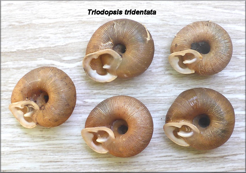 Triodopsis vulgata Pilsbry, 1940 Dished Threetooth