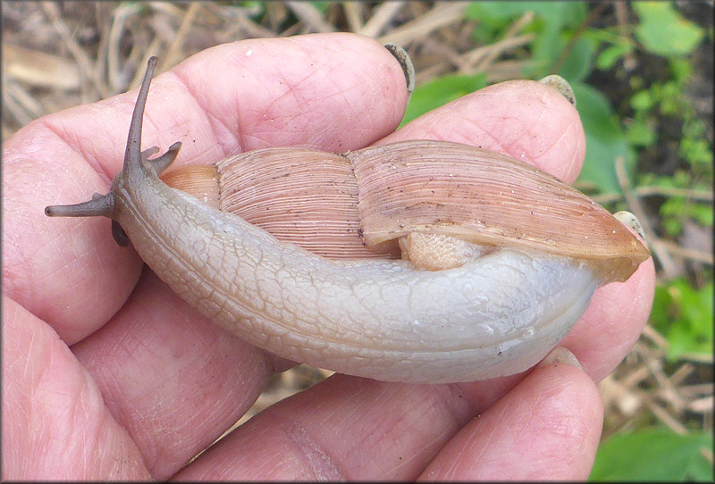Euglandina rosea (Frussac, 1821) Rosy Wolfsnail - Large Specimen