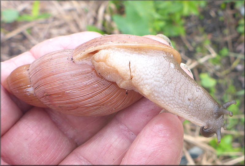 Euglandina rosea (Frussac, 1821) Rosy Wolfsnail - Large Specimen