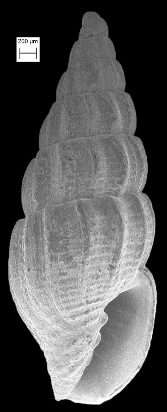 Uromitra ctenota (Gardner, 1937) Fossil