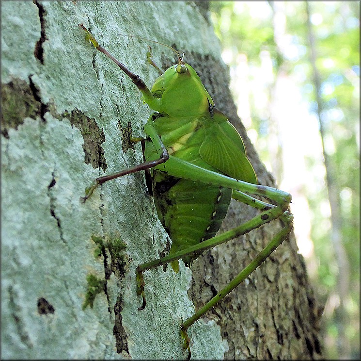 True Katydid [Pterophylla camellifolia]