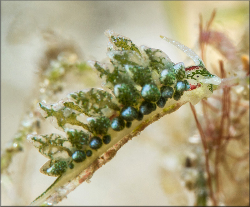 Ercolania viridis (A. Costa, 1866)