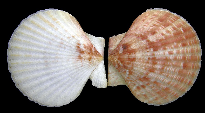 Aequipecten opercularis (Linnaeus, 1758)