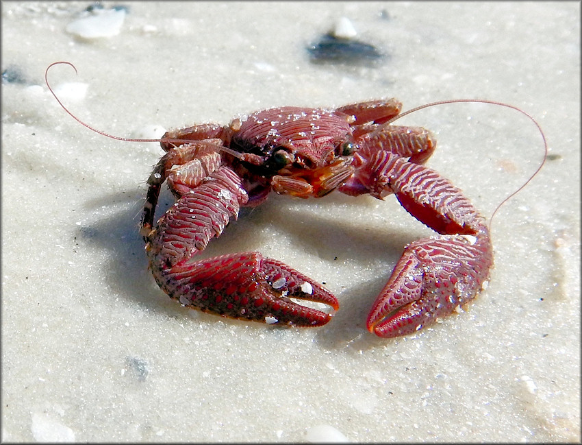 Porcelain Crab (Family Porcellanidae)