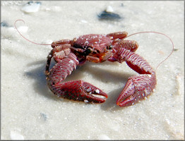 Porcelain Crab (Family Porcellanidae)