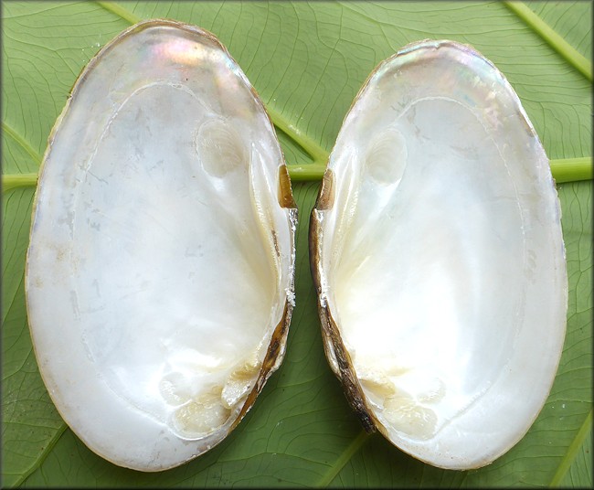 Villosa taeniata (Conrad, 1834) Painted Creekshell