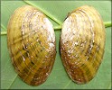 Villosa taeniata (Conrad, 1834) Painted Creekshell