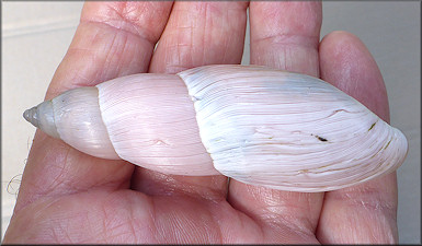 Euglandina rosea (Frussac, 1821) Rosy Wolfsnail - Very Large Specimen