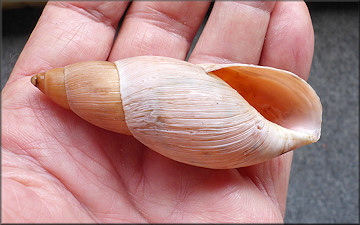 Euglandina rosea (Frussac, 1821) Rosy Wolfsnail - Very Large Specimen