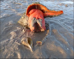 Triplofusus giganteus (Kiener, 1840) Devouring Fulguropsis spirata (Lamarck, 1816) Pear Whelk