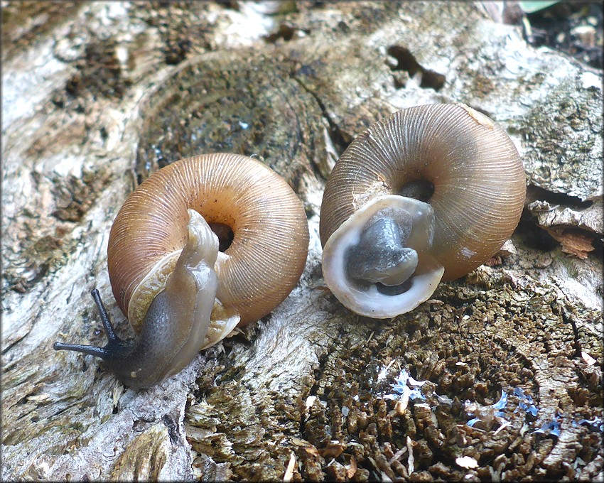 Triodopsis tridentata (Say, 1817) Northern Threetooth (specimen on the right)