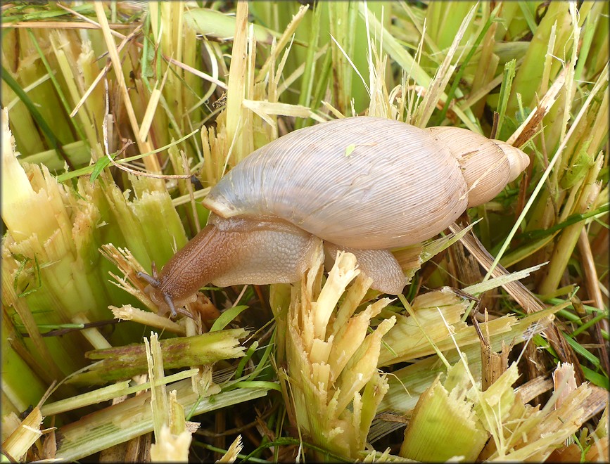 Euglandina rosea (Frussac, 1821) Rosy Wolfsnail In Situ