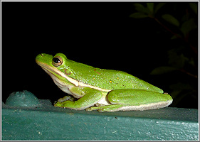 Green Treefrog [Hyla cinerea]