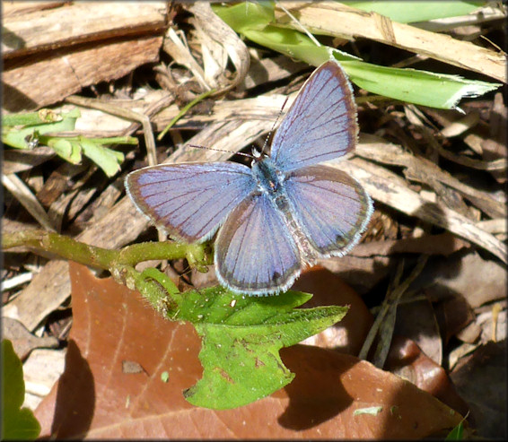 Ceraunus Blue [Hemiargus ceranus]