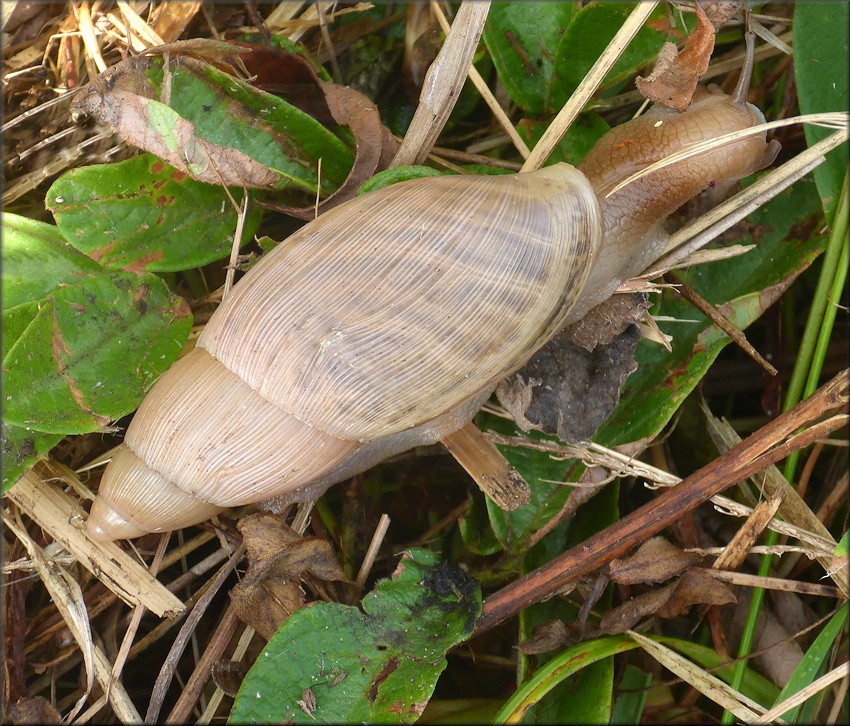 Euglandina rosea (Frussac, 1821) Rosy Wolfsnail In Situ