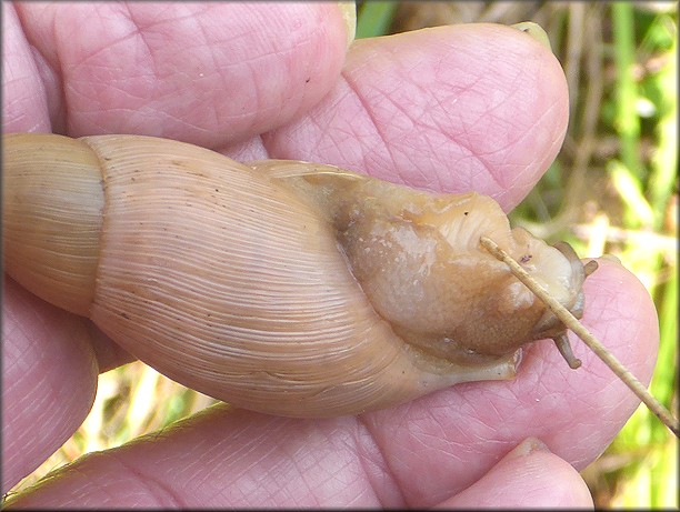 Euglandina rosea (Frussac, 1821) Rosy Wolfsnail In Situ