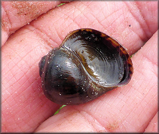 Single live Pomacea specimen found on 11/29/2017