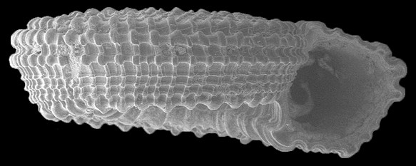 Pseudotorinia architae crystallina (Nowell-Usticke, 1969)