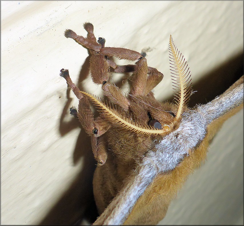  Polyphemus moth [Antheraea polyphemus]