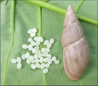 Euglandina rosea (Frussac, 1821) And Eggs