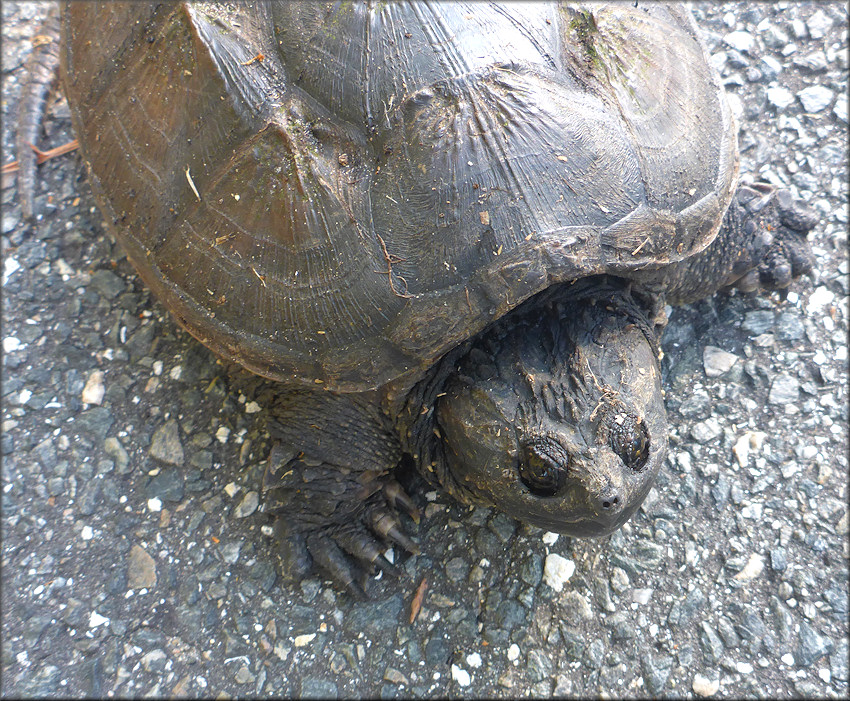 Florida Snapping Turtle [Chelydra serpentina osceola]