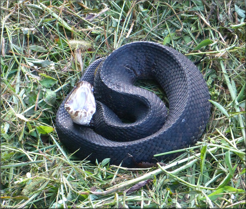 Florida Cottonmouth [Agkistrodon piscivorus conanti] 