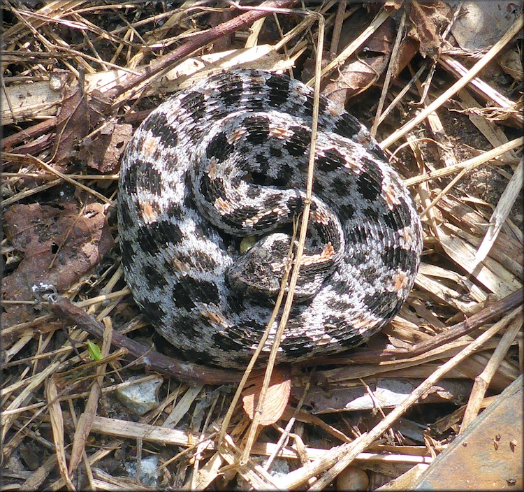 Dusky Pygmy Rattlesnake [Sistrurus miliarius barbouri]