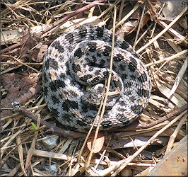 Dusky Pygmy Rattlesnake [Sistrurus miliarius barbouri]