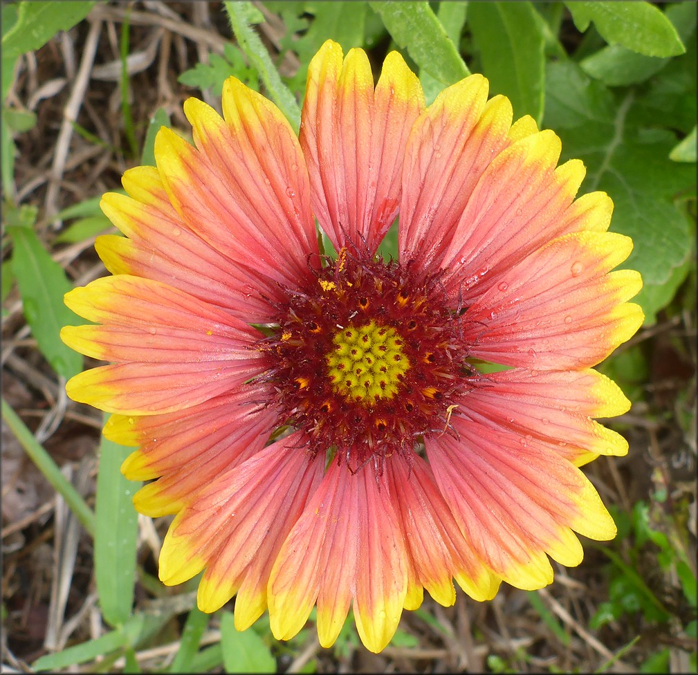 Gaillardia [Gaillardia pulchella] 