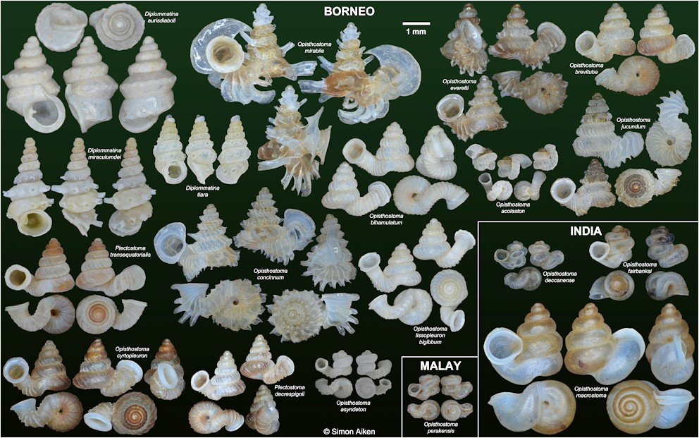 Miraculous Diplomat Snails - Family Diplommatinidae
