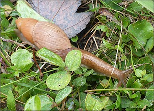 Euglandina rosea (Frussac, 1821) Rosy Wolfsnail In Situ
