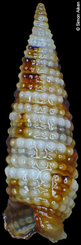 Aclophoropsis mcmichaeli (Kosuge, 1962)