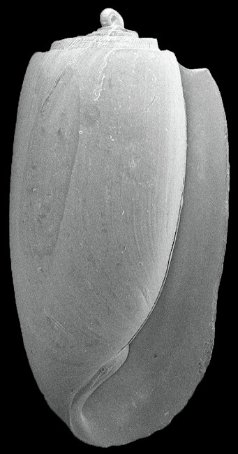 Acteocina lepta Woodring, 1928 Delicate Barrel-bubble