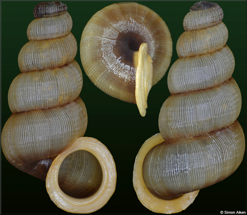 Adamsiella ignilabris  (C. B. Adams, 1849)