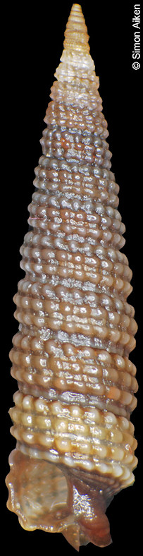 Triphora species C